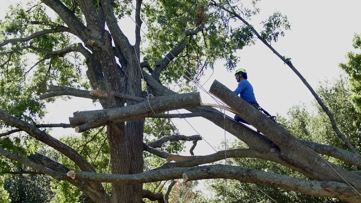 Professional Crown Thinning performed by certified arborists in Springwater