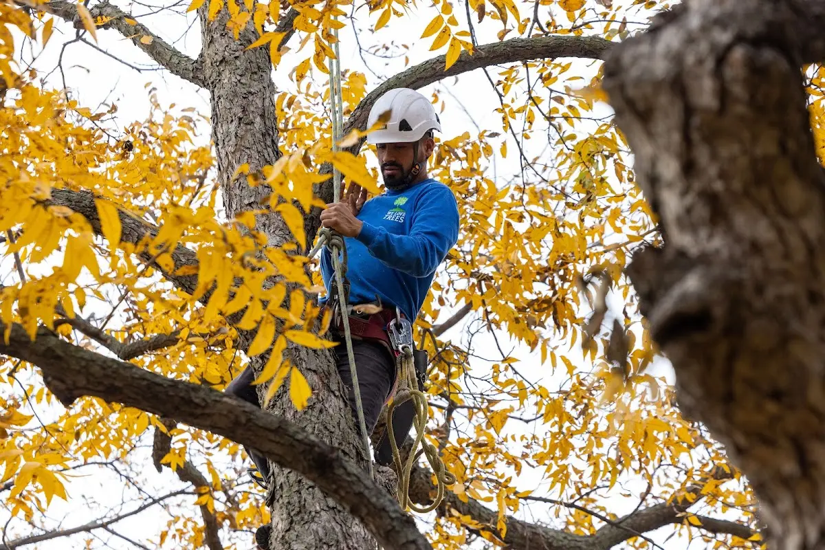 Skilled Tree Planing crew working in Springwater